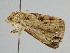  ( - BC ZSM Lep 108158)  @11 [ ] CreativeCommons - Attribution Non-Commercial Share-Alike (2020) SNSB, Staatliche Naturwissenschaftliche Sammlungen Bayerns ZSM (SNSB, Zoologische Staatssammlung Muenchen)