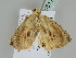  ( - BC ZSM Lep 108177)  @11 [ ] CreativeCommons - Attribution Non-Commercial Share-Alike (2020) SNSB, Staatliche Naturwissenschaftliche Sammlungen Bayerns ZSM (SNSB, Zoologische Staatssammlung Muenchen)