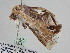 ( - BC ZSM Lep 108183)  @11 [ ] CreativeCommons - Attribution Non-Commercial Share-Alike (2020) SNSB, Staatliche Naturwissenschaftliche Sammlungen Bayerns ZSM (SNSB, Zoologische Staatssammlung Muenchen)