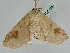  ( - BC ZSM Lep 108187)  @11 [ ] CreativeCommons - Attribution Non-Commercial Share-Alike (2020) SNSB, Staatliche Naturwissenschaftliche Sammlungen Bayerns ZSM (SNSB, Zoologische Staatssammlung Muenchen)