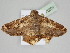  ( - BC ZSM Lep 108204)  @11 [ ] CreativeCommons - Attribution Non-Commercial Share-Alike (2020) SNSB, Staatliche Naturwissenschaftliche Sammlungen Bayerns ZSM (SNSB, Zoologische Staatssammlung Muenchen)