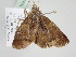  ( - BC ZSM Lep 108211)  @11 [ ] CreativeCommons - Attribution Non-Commercial Share-Alike (2020) SNSB, Staatliche Naturwissenschaftliche Sammlungen Bayerns ZSM (SNSB, Zoologische Staatssammlung Muenchen)
