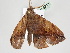  ( - BC ZSM Lep 108213)  @11 [ ] CreativeCommons - Attribution Non-Commercial Share-Alike (2020) SNSB, Staatliche Naturwissenschaftliche Sammlungen Bayerns ZSM (SNSB, Zoologische Staatssammlung Muenchen)