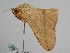  ( - BC ZSM Lep 108233)  @11 [ ] CreativeCommons - Attribution Non-Commercial Share-Alike (2020) SNSB, Staatliche Naturwissenschaftliche Sammlungen Bayerns ZSM (SNSB, Zoologische Staatssammlung Muenchen)