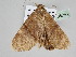  ( - BC ZSM Lep 108241)  @11 [ ] CreativeCommons - Attribution Non-Commercial Share-Alike (2020) SNSB, Staatliche Naturwissenschaftliche Sammlungen Bayerns ZSM (SNSB, Zoologische Staatssammlung Muenchen)