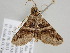  ( - BC ZSM Lep 108258)  @11 [ ] CreativeCommons - Attribution Non-Commercial Share-Alike (2020) SNSB, Staatliche Naturwissenschaftliche Sammlungen Bayerns ZSM (SNSB, Zoologische Staatssammlung Muenchen)
