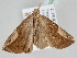  (Hypena mactatalis - BC ZSM Lep 108269)  @13 [ ] CreativeCommons - Attribution Non-Commercial Share-Alike (2020) SNSB, Staatliche Naturwissenschaftliche Sammlungen Bayerns ZSM (SNSB, Zoologische Staatssammlung Muenchen)