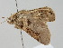  ( - BC ZSM Lep 108326)  @11 [ ] CreativeCommons - Attribution Non-Commercial Share-Alike (2020) SNSB, Staatliche Naturwissenschaftliche Sammlungen Bayerns ZSM (SNSB, Zoologische Staatssammlung Muenchen)