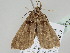  ( - BC ZSM Lep 108338)  @11 [ ] CreativeCommons - Attribution Non-Commercial Share-Alike (2020) SNSB, Staatliche Naturwissenschaftliche Sammlungen Bayerns ZSM (SNSB, Zoologische Staatssammlung Muenchen)