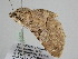  ( - BC ZSM Lep 108352)  @11 [ ] CreativeCommons - Attribution Non-Commercial Share-Alike (2020) SNSB, Staatliche Naturwissenschaftliche Sammlungen Bayerns ZSM (SNSB, Zoologische Staatssammlung Muenchen)