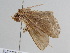  ( - BC ZSM Lep 108359)  @11 [ ] CreativeCommons - Attribution Non-Commercial Share-Alike (2020) SNSB, Staatliche Naturwissenschaftliche Sammlungen Bayerns ZSM (SNSB, Zoologische Staatssammlung Muenchen)