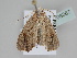  ( - BC ZSM Lep 108367)  @11 [ ] CreativeCommons - Attribution Non-Commercial Share-Alike (2020) SNSB, Staatliche Naturwissenschaftliche Sammlungen Bayerns ZSM (SNSB, Zoologische Staatssammlung Muenchen)