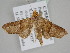  (Radara nealcesalis - BC ZSM Lep 108376)  @14 [ ] CreativeCommons - Attribution Non-Commercial Share-Alike (2020) SNSB, Staatliche Naturwissenschaftliche Sammlungen Bayerns ZSM (SNSB, Zoologische Staatssammlung Muenchen)