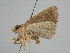  ( - BC ZSM Lep 108381)  @11 [ ] CreativeCommons - Attribution Non-Commercial Share-Alike (2020) SNSB, Staatliche Naturwissenschaftliche Sammlungen Bayerns ZSM (SNSB, Zoologische Staatssammlung Muenchen)