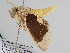  ( - BC ZSM Lep 108406)  @11 [ ] CreativeCommons - Attribution Non-Commercial Share-Alike (2020) SNSB, Staatliche Naturwissenschaftliche Sammlungen Bayerns ZSM (SNSB, Zoologische Staatssammlung Muenchen)