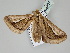  ( - BC ZSM Lep 108407)  @11 [ ] CreativeCommons - Attribution Non-Commercial Share-Alike (2020) SNSB, Staatliche Naturwissenschaftliche Sammlungen Bayerns ZSM (SNSB, Zoologische Staatssammlung Muenchen)