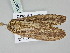  ( - BC ZSM Lep 108418)  @11 [ ] CreativeCommons - Attribution Non-Commercial Share-Alike (2020) SNSB, Staatliche Naturwissenschaftliche Sammlungen Bayerns ZSM (SNSB, Zoologische Staatssammlung Muenchen)