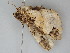  ( - BC ZSM Lep 108436)  @11 [ ] CreativeCommons - Attribution Non-Commercial Share-Alike (2020) SNSB, Staatliche Naturwissenschaftliche Sammlungen Bayerns ZSM (SNSB, Zoologische Staatssammlung Muenchen)