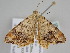  ( - BC ZSM Lep 108476)  @13 [ ] CreativeCommons - Attribution Non-Commercial Share-Alike (2020) SNSB, Staatliche Naturwissenschaftliche Sammlungen Bayerns ZSM (SNSB, Zoologische Staatssammlung Muenchen)