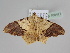  ( - BC ZSM Lep 108477)  @11 [ ] CreativeCommons - Attribution Non-Commercial Share-Alike (2020) SNSB, Staatliche Naturwissenschaftliche Sammlungen Bayerns ZSM (SNSB, Zoologische Staatssammlung Muenchen)