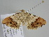  ( - BC ZSM Lep 108479)  @11 [ ] CreativeCommons - Attribution Non-Commercial Share-Alike (2020) SNSB, Staatliche Naturwissenschaftliche Sammlungen Bayerns ZSM (SNSB, Zoologische Staatssammlung Muenchen)