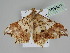  ( - BC ZSM Lep 108481)  @11 [ ] CreativeCommons - Attribution Non-Commercial Share-Alike (2020) SNSB, Staatliche Naturwissenschaftliche Sammlungen Bayerns ZSM (SNSB, Zoologische Staatssammlung Muenchen)