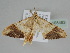  ( - BC ZSM Lep 108483)  @11 [ ] CreativeCommons - Attribution Non-Commercial Share-Alike (2020) SNSB, Staatliche Naturwissenschaftliche Sammlungen Bayerns ZSM (SNSB, Zoologische Staatssammlung Muenchen)