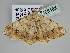  ( - BC ZSM Lep 108485)  @11 [ ] CreativeCommons - Attribution Non-Commercial Share-Alike (2020) SNSB, Staatliche Naturwissenschaftliche Sammlungen Bayerns ZSM (SNSB, Zoologische Staatssammlung Muenchen)
