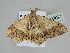 ( - BC ZSM Lep 108487)  @11 [ ] CreativeCommons - Attribution Non-Commercial Share-Alike (2020) SNSB, Staatliche Naturwissenschaftliche Sammlungen Bayerns ZSM (SNSB, Zoologische Staatssammlung Muenchen)