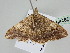  ( - BC ZSM Lep 108488)  @11 [ ] CreativeCommons - Attribution Non-Commercial Share-Alike (2020) SNSB, Staatliche Naturwissenschaftliche Sammlungen Bayerns ZSM (SNSB, Zoologische Staatssammlung Muenchen)