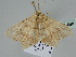  ( - BC ZSM Lep 108494)  @11 [ ] CreativeCommons - Attribution Non-Commercial Share-Alike (2020) SNSB, Staatliche Naturwissenschaftliche Sammlungen Bayerns ZSM (SNSB, Zoologische Staatssammlung Muenchen)