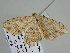 ( - BC ZSM Lep 108498)  @12 [ ] CreativeCommons - Attribution Non-Commercial Share-Alike (2020) SNSB, Staatliche Naturwissenschaftliche Sammlungen Bayerns ZSM (SNSB, Zoologische Staatssammlung Muenchen)