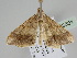  ( - BC ZSM Lep 108501)  @11 [ ] CreativeCommons - Attribution Non-Commercial Share-Alike (2020) SNSB, Staatliche Naturwissenschaftliche Sammlungen Bayerns ZSM (SNSB, Zoologische Staatssammlung Muenchen)