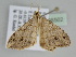  ( - BC ZSM Lep 108502)  @13 [ ] CreativeCommons - Attribution Non-Commercial Share-Alike (2020) SNSB, Staatliche Naturwissenschaftliche Sammlungen Bayerns ZSM (SNSB, Zoologische Staatssammlung Muenchen)