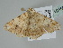  ( - BC ZSM Lep 108508)  @11 [ ] CreativeCommons - Attribution Non-Commercial Share-Alike (2020) SNSB, Staatliche Naturwissenschaftliche Sammlungen Bayerns ZSM (SNSB, Zoologische Staatssammlung Muenchen)