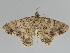  ( - BC ZSM Lep 108512)  @11 [ ] CreativeCommons - Attribution Non-Commercial Share-Alike (2020) SNSB, Staatliche Naturwissenschaftliche Sammlungen Bayerns ZSM (SNSB, Zoologische Staatssammlung Muenchen)