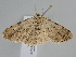  ( - BC ZSM Lep 108520)  @11 [ ] CreativeCommons - Attribution Non-Commercial Share-Alike (2020) SNSB, Staatliche Naturwissenschaftliche Sammlungen Bayerns ZSM (SNSB, Zoologische Staatssammlung Muenchen)