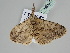  ( - BC ZSM Lep 108521)  @11 [ ] CreativeCommons - Attribution Non-Commercial Share-Alike (2020) SNSB, Staatliche Naturwissenschaftliche Sammlungen Bayerns ZSM (SNSB, Zoologische Staatssammlung Muenchen)