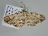  ( - BC ZSM Lep 108522)  @11 [ ] CreativeCommons - Attribution Non-Commercial Share-Alike (2020) SNSB, Staatliche Naturwissenschaftliche Sammlungen Bayerns ZSM (SNSB, Zoologische Staatssammlung Muenchen)