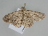  ( - BC ZSM Lep 108526)  @11 [ ] CreativeCommons - Attribution Non-Commercial Share-Alike (2020) SNSB, Staatliche Naturwissenschaftliche Sammlungen Bayerns ZSM (SNSB, Zoologische Staatssammlung Muenchen)