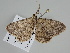  ( - BC ZSM Lep 108528)  @11 [ ] CreativeCommons - Attribution Non-Commercial Share-Alike (2020) SNSB, Staatliche Naturwissenschaftliche Sammlungen Bayerns ZSM (SNSB, Zoologische Staatssammlung Muenchen)