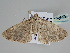  ( - BC ZSM Lep 108529)  @11 [ ] CreativeCommons - Attribution Non-Commercial Share-Alike (2020) SNSB, Staatliche Naturwissenschaftliche Sammlungen Bayerns ZSM (SNSB, Zoologische Staatssammlung Muenchen)