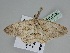  ( - BC ZSM Lep 108530)  @11 [ ] CreativeCommons - Attribution Non-Commercial Share-Alike (2020) SNSB, Staatliche Naturwissenschaftliche Sammlungen Bayerns ZSM (SNSB, Zoologische Staatssammlung Muenchen)