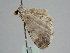  ( - BC ZSM Lep 108534)  @12 [ ] CreativeCommons - Attribution Non-Commercial Share-Alike (2020) SNSB, Staatliche Naturwissenschaftliche Sammlungen Bayerns ZSM (SNSB, Zoologische Staatssammlung Muenchen)