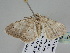  ( - BC ZSM Lep 108536)  @13 [ ] CreativeCommons - Attribution Non-Commercial Share-Alike (2020) SNSB, Staatliche Naturwissenschaftliche Sammlungen Bayerns ZSM (SNSB, Zoologische Staatssammlung Muenchen)