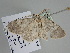  ( - BC ZSM Lep 108537)  @11 [ ] CreativeCommons - Attribution Non-Commercial Share-Alike (2020) SNSB, Staatliche Naturwissenschaftliche Sammlungen Bayerns ZSM (SNSB, Zoologische Staatssammlung Muenchen)