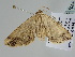  ( - BC ZSM Lep 108552)  @11 [ ] CreativeCommons - Attribution Non-Commercial Share-Alike (2020) SNSB, Staatliche Naturwissenschaftliche Sammlungen Bayerns ZSM (SNSB, Zoologische Staatssammlung Muenchen)