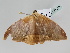  ( - BC ZSM Lep 108567)  @11 [ ] CreativeCommons - Attribution Non-Commercial Share-Alike (2020) SNSB, Staatliche Naturwissenschaftliche Sammlungen Bayerns ZSM (SNSB, Zoologische Staatssammlung Muenchen)