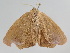  ( - BC ZSM Lep 108574)  @12 [ ] CreativeCommons - Attribution Non-Commercial Share-Alike (2020) SNSB, Staatliche Naturwissenschaftliche Sammlungen Bayerns ZSM (SNSB, Zoologische Staatssammlung Muenchen)