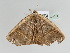  ( - BC ZSM Lep 108576)  @11 [ ] CreativeCommons - Attribution Non-Commercial Share-Alike (2020) SNSB, Staatliche Naturwissenschaftliche Sammlungen Bayerns ZSM (SNSB, Zoologische Staatssammlung Muenchen)